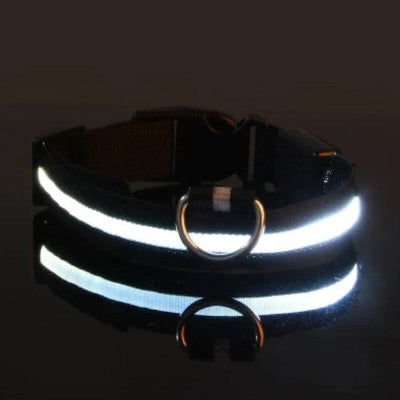 led blanc visibilite collier lumineux pour chien noir