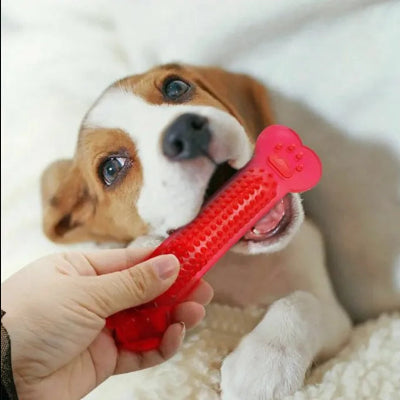 main donne jouet chien indestructible rouge a son compagnon