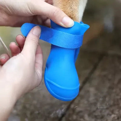 main fait porter chaussure chien bleu confort