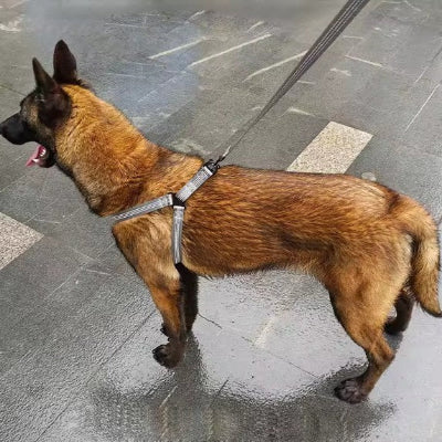 malinois equipe harnais en Y reflechissant securitaire