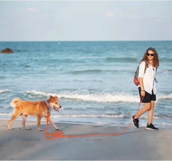 max et maitre promenent bord mer avec longe pour chien orange