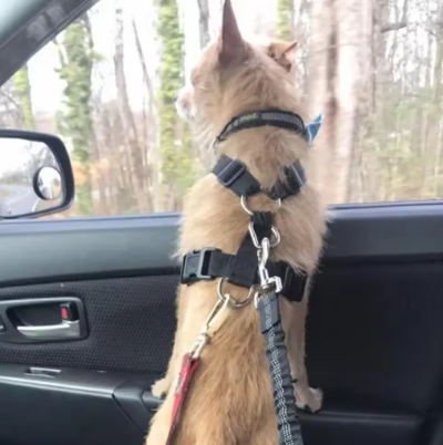 
max fenetre voiture attache ceinture de securite pour chien