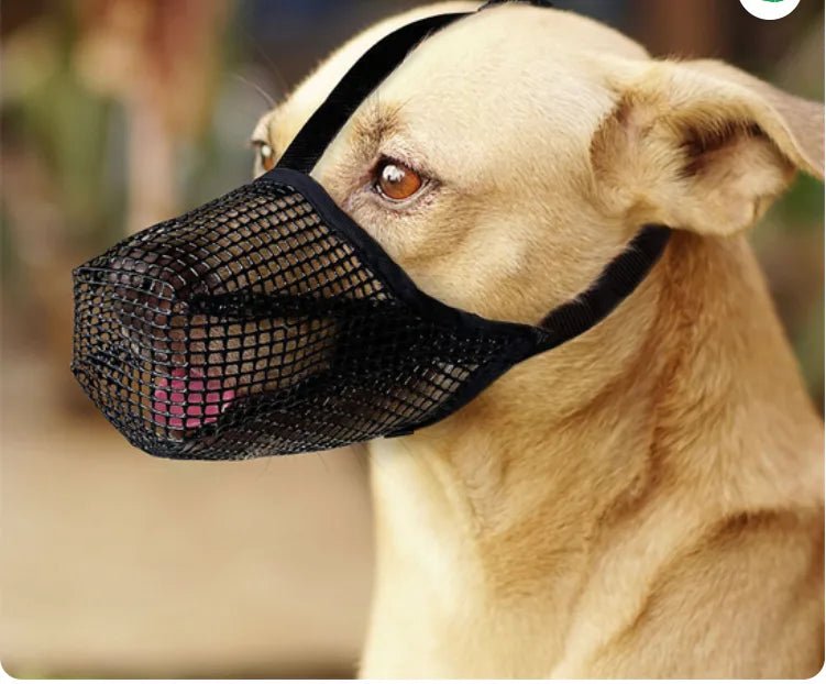 max leche museliere chien noire  