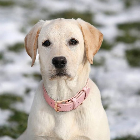 milo prend photo portant collier chien rose