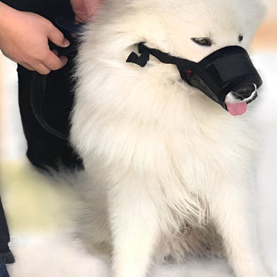 museliere noire ajustable pour chien reactif