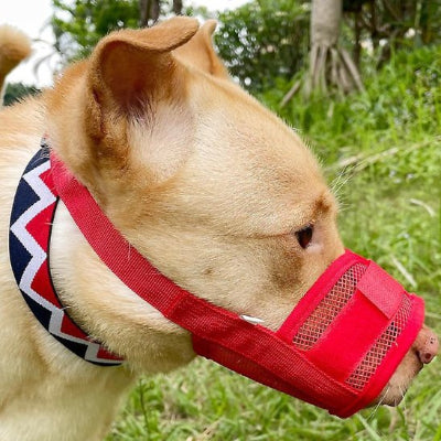 museliere rouge portant par chien promenade securisee
