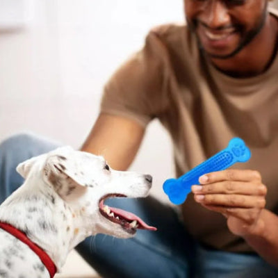 personne essaye jouet indestructible bleu avec dalmatien