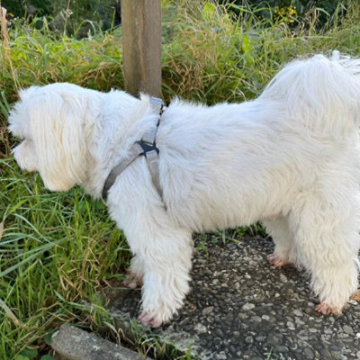 petit chien blanc equipe harnais en Y confortable