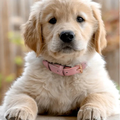 petit golden retriever vetu collier pour chien rose