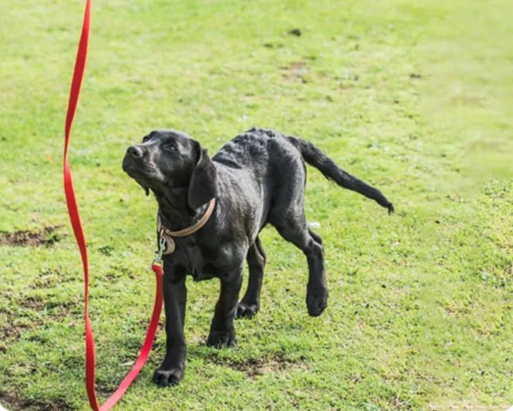 petit labrador noir regarde ciel laisse pour chien rouge