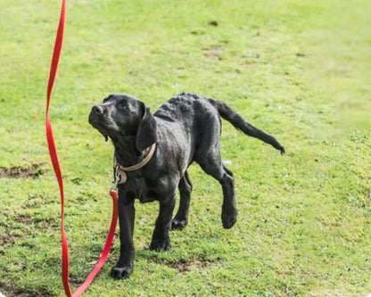 petit labrador noir regarde ciel laisse pour chien rouge