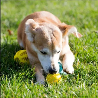 petit max capte balle pour chien interactive jaune  