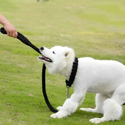 petit samoyed tire des dents laisse chien noire resistante