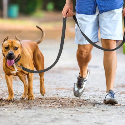 pitbull avec laisse pour chien marche avec maitre