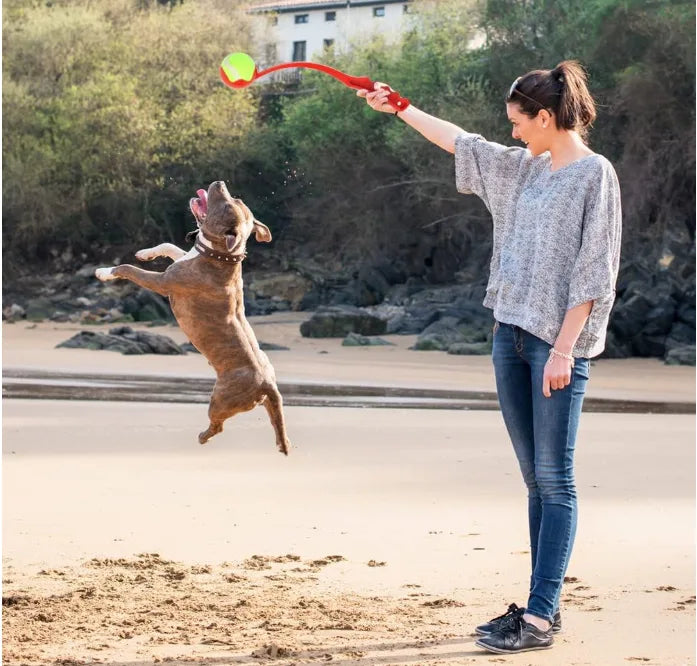 pitbull joue avec lanceur de balle pour chien