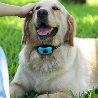 port quotidien collier de dressage pour chien education efficace douce