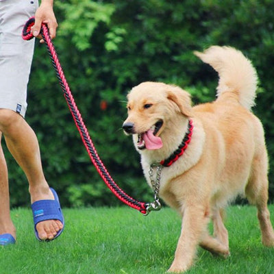 promenade active golden avec laisse chien rouge confortable