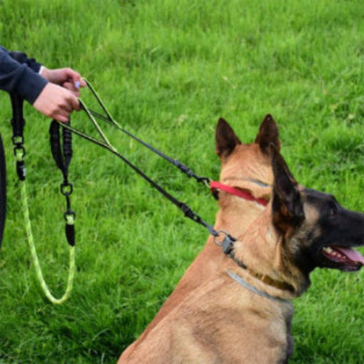 promenade agreable avec double laisse pour chien resistante