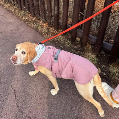 protection hiver rose manteau pour chien elegant