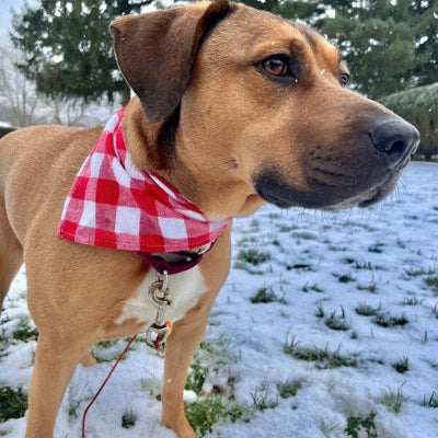 resistant lavable pratique qualite bandana chien 