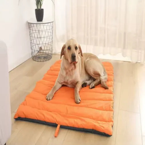 rocky avec tapis pour chien orange au salon