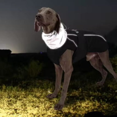 securite nocturne avec manteau pour chien reflechissant