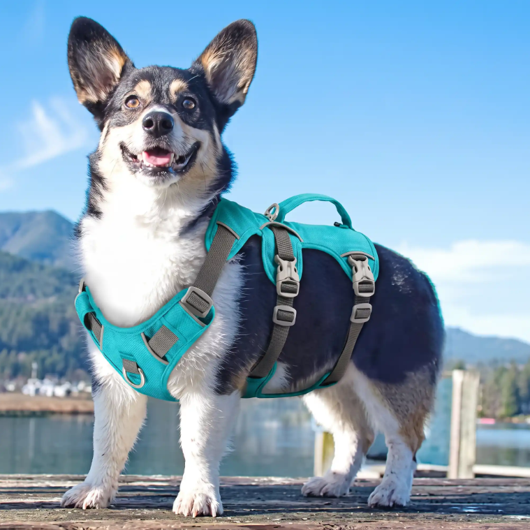 shiba inu harnais chien randonnée turquoise imperméable