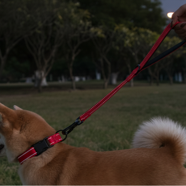 shiba inu laisse chien courte réfléchissante rouge parc canin