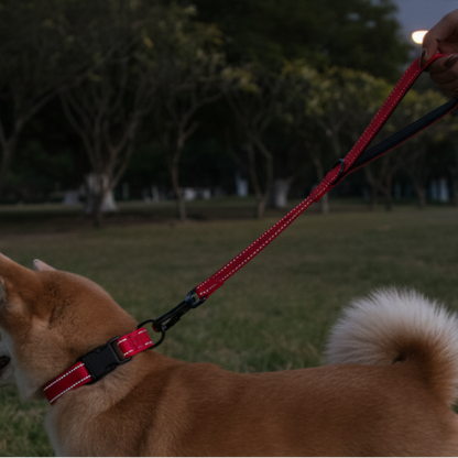 shiba inu laisse chien courte réfléchissante rouge parc canin
