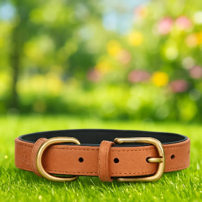  sur gazon collier chien maron coutures renforcees 
