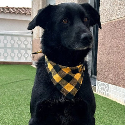  sur gazon labrador noir porte bandana chien jaune style