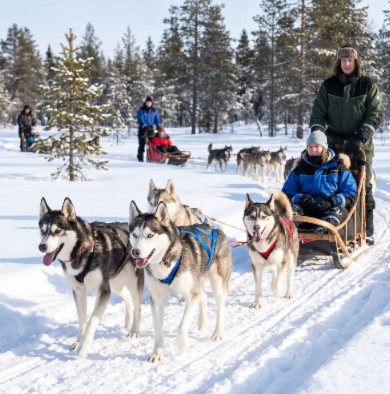 sur neige harnais de traction chien porté en attelage 