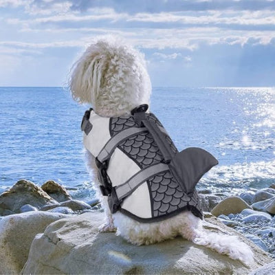 sur rocher portant gilet de sauvetage chien gris caniche