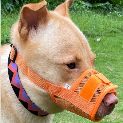 systeme de fermeture fiable chien porte museliere