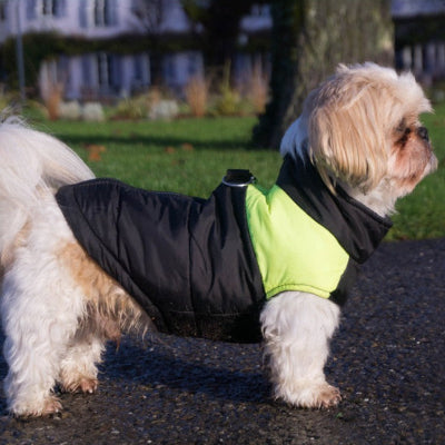 terrier avec vetement pour chien matelasse en promenade