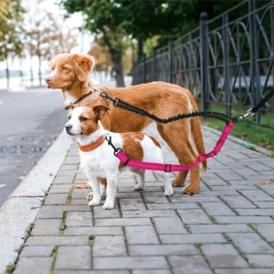 toller jack russell sortent parc avec laisse double pour chien