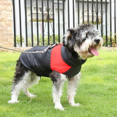 vetement pour chien bicolore sur schnauzer actif jardin
