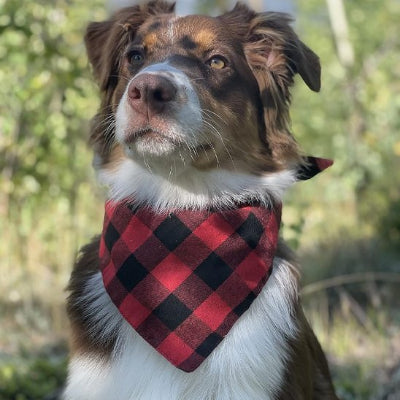  vetu bandana chien carreaux rouge berger australien nature