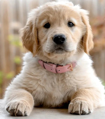 vetu collier  chien cuir rose petit golden retriever