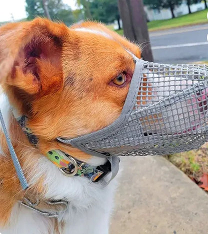 visant rue epagneul breton vetu museliere chien grise 