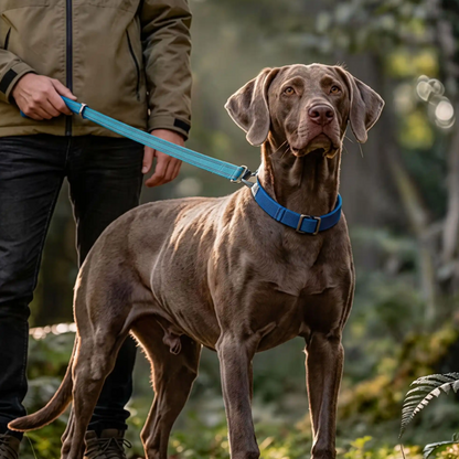 waimaraner brun laisse chien courte réfléchissante bleue sentier